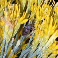 Otiorhynchus cribricollis