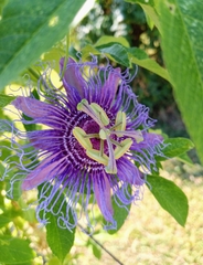 Passiflora