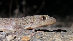Gehyra dubia