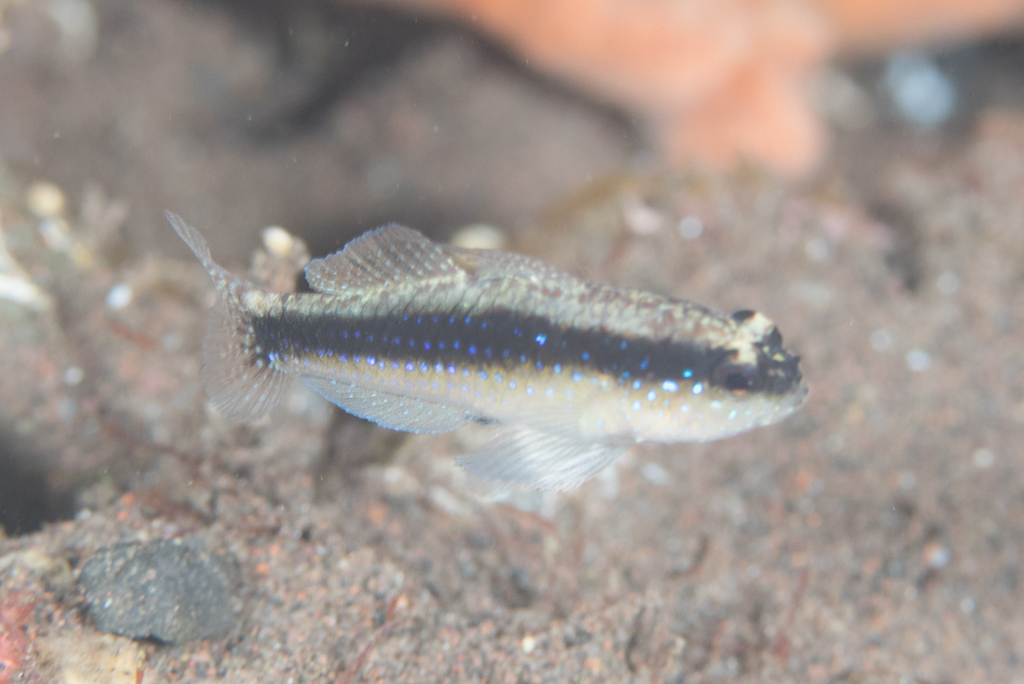 Striped goby (Asterropteryx striata) — Gobiidae