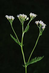 Achillea roseo-alba