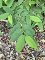 Maclura