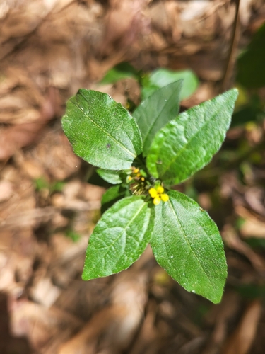 Synedrella nodiflora image