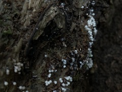Hemitrichia calyculata