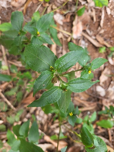 Synedrella nodiflora image