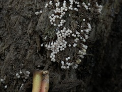 Hemitrichia calyculata