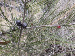 Casuarina glauca