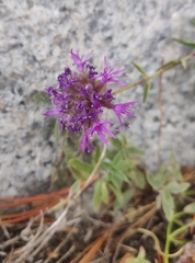 Monardella odoratissima
