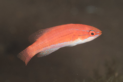 Paracheilinus flavianalis