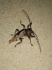 Aegomorphus jaspideus