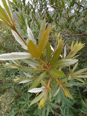 Brabejum stellatifolium