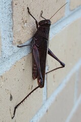 Schistocerca alutacea