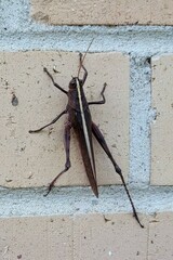 Schistocerca alutacea