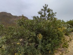 Brabejum stellatifolium