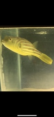 Tetraodon lineatus