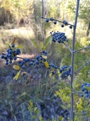 Forestiera pubescens