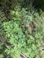 Pteris macilenta