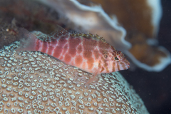 Cirrhitichthys aprinus