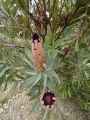 Protea laurifolia