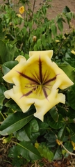 Solandra