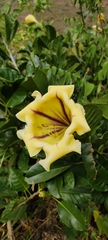 Solandra