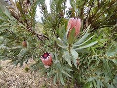 Protea laurifolia
