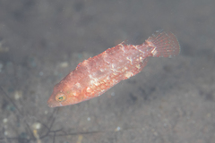 Oxycheilinus celebicus