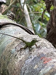 Anolis evermanni