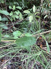 Rhabdadenia biflora