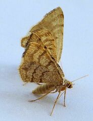 Taeniogramma octolineata