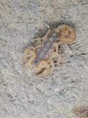 Centruroides ornatus