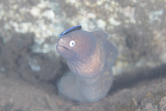 Gymnothorax thyrsoideus
