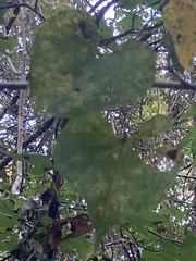 Dioscorea floridana