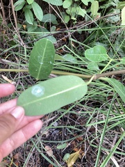 Rhabdadenia biflora