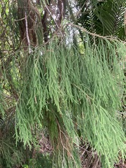 Dacrydium cupressinum