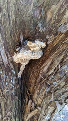 Subantrodia juniperina