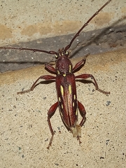 Ambonus distinctus