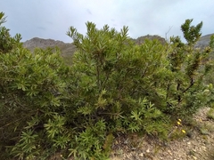 Brabejum stellatifolium