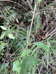 Rhabdadenia biflora