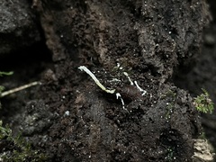 Cordyceps tenuipes