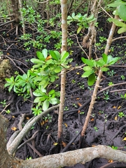 Rhizophora
