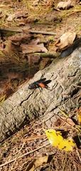 Urocerus cressoni