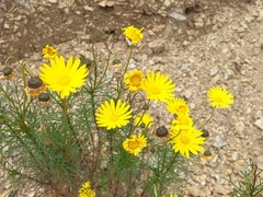 Ursinia paleacea