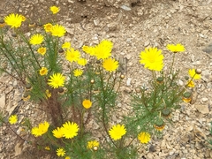 Ursinia paleacea