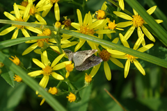 Senecio sarracenicus