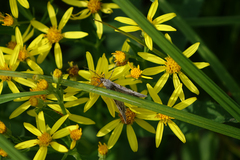 Senecio sarracenicus