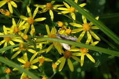 Senecio sarracenicus