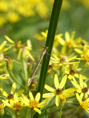 Senecio sarracenicus