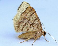 Taeniogramma octolineata