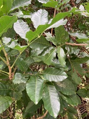 Dysoxylum spectabile